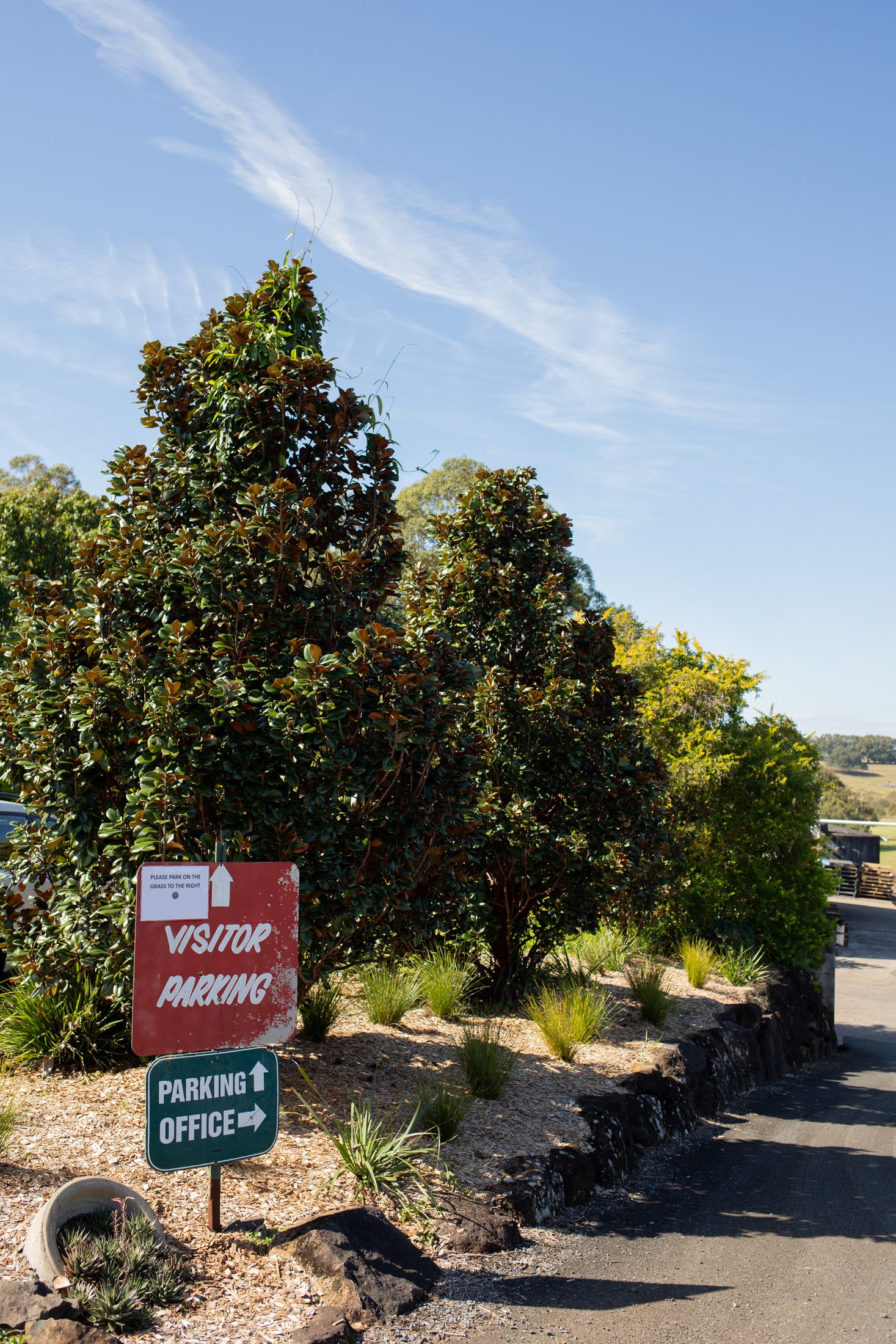 The visitor entry to Cape Nursery, with a Magnolia grandiflora Teddy Bear in the foreground