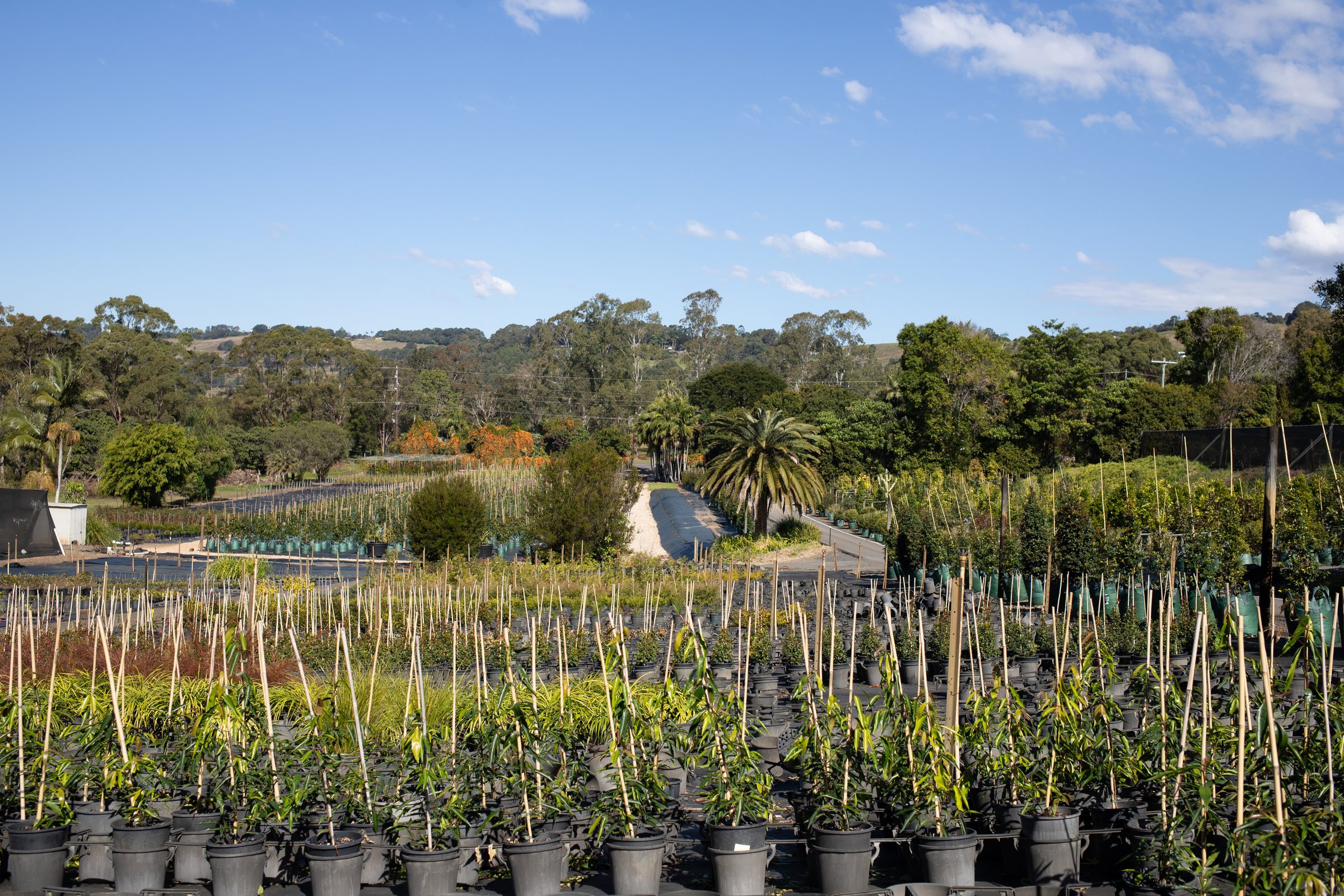 Wide angle of cane-staked rows of stock at Cape Nursery, palms behind, hills in the distance