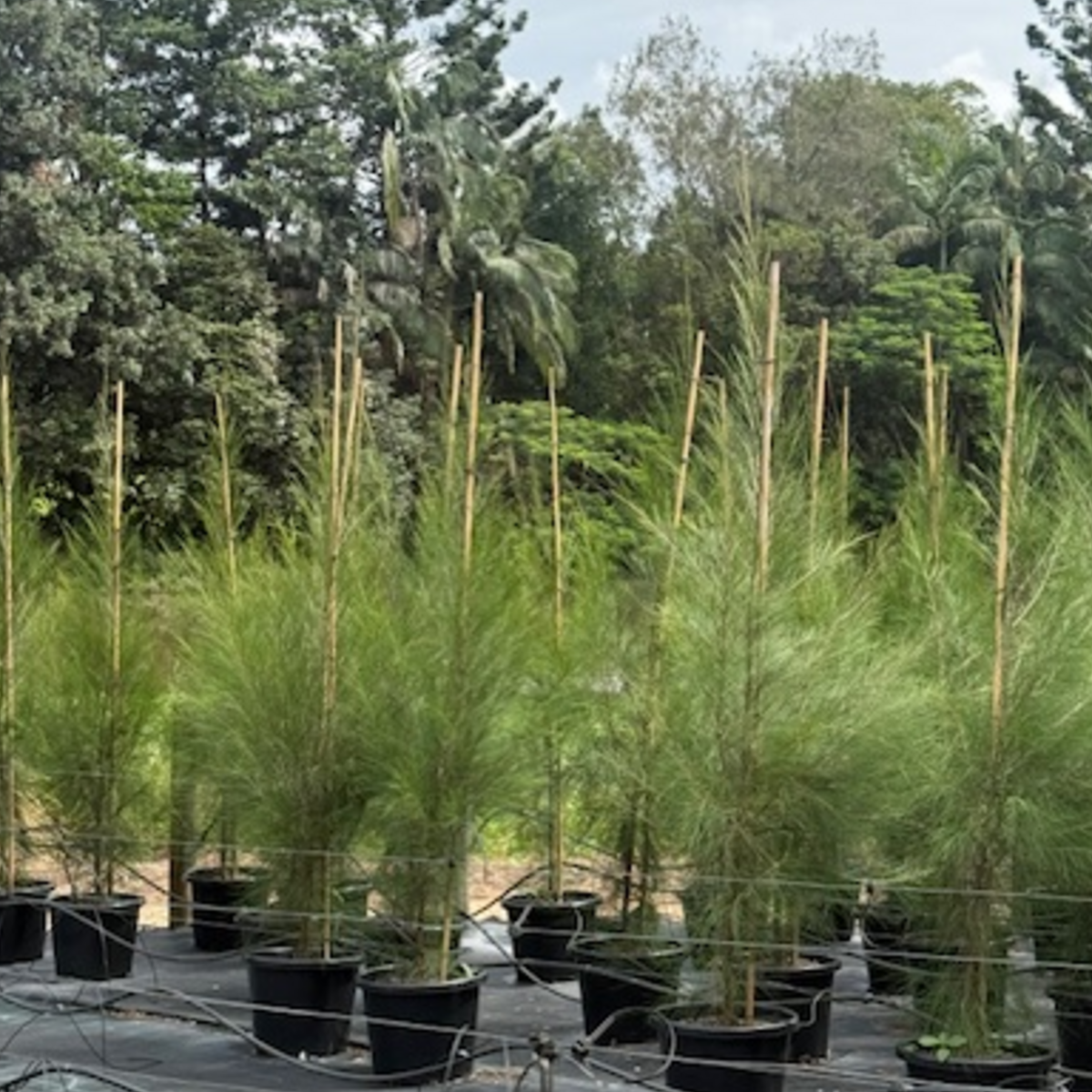 Casuarina cunninghamiana River She-oak — fast-growing native for screening, 400mm pot, Cape Nursery Byron Bay NSW