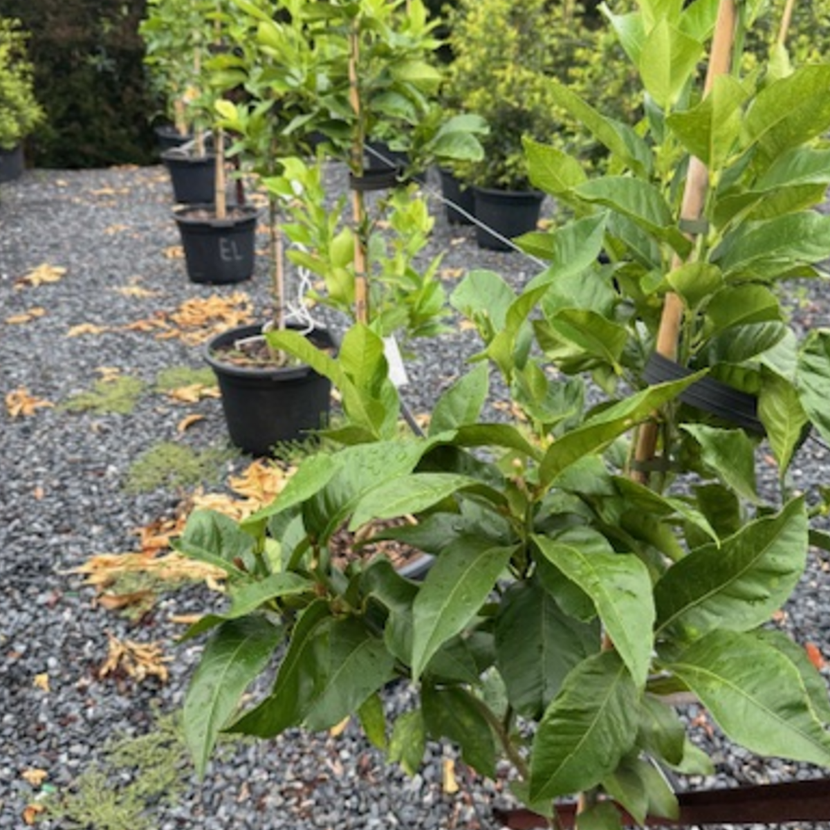 Citrus limon Eureka Lemon — productive lemon tree, 430mm pot 1.5m height, Cape Nursery Byron Bay NSW