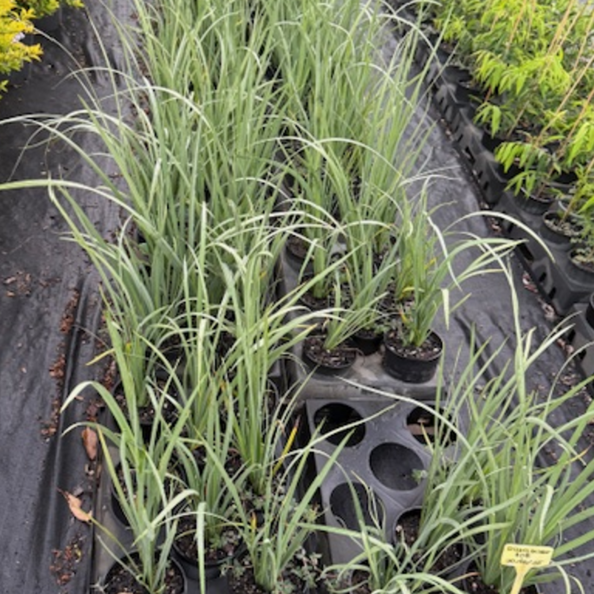 Dietes bicolor — clumping iris-like perennial with yellow flowers, 140mm pot, Cape Nursery Byron Bay NSW
