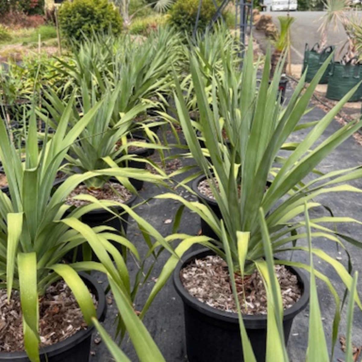 Dracaena draco Dragon Tree — architectural feature tree, 430mm pot 1m height, Cape Nursery Byron Bay NSW