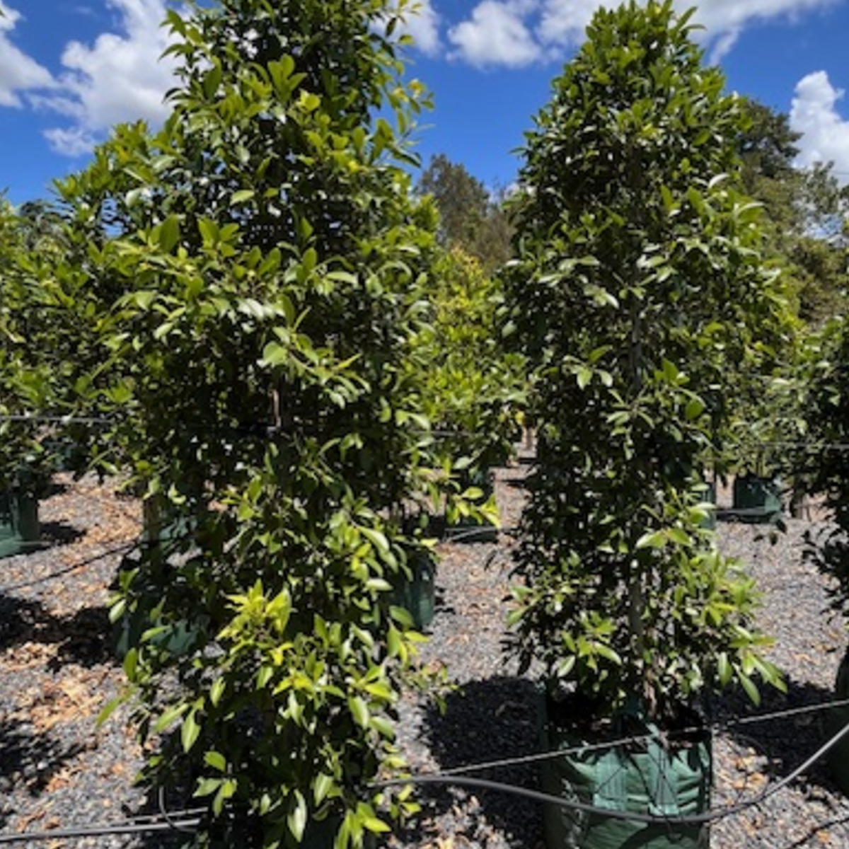 Ficus microcarpa hillii Hills Fig — fast-growing screening fig, Cape Nursery Byron Bay NSW — 100L · 2.4m