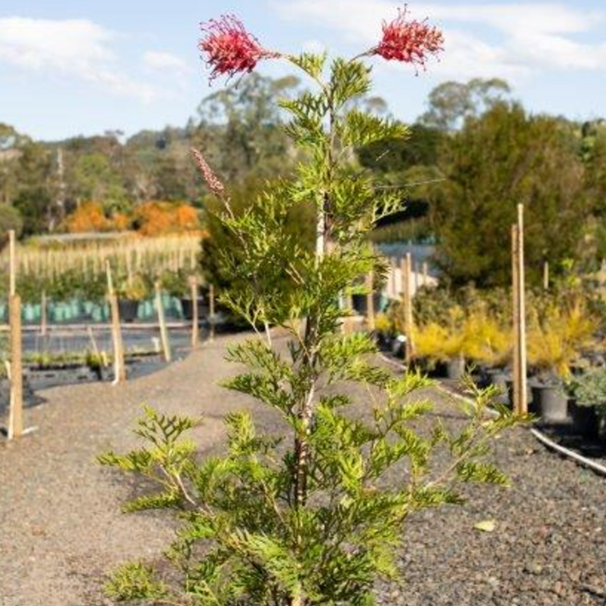 Grevillea Robyn Gordon wholesale nursery plant, Cape Nursery Byron Bay NSW