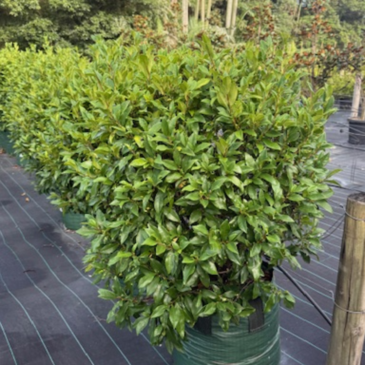 Michelia figo Port Wine Magnolia — fragrant hedging shrub with burgundy flowers, 75L advanced specimen, Cape Nursery Byron Bay NSW