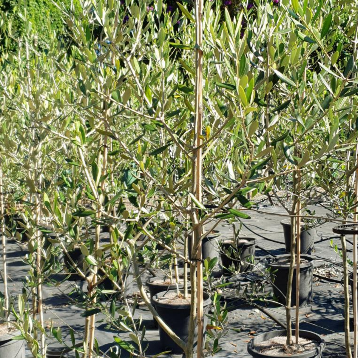 Olea europaea Manzanillo Olive — 300mm &middot; 1.6–1.8m