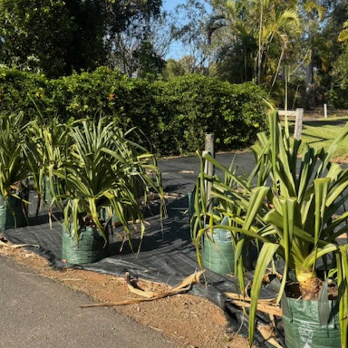 Pandanus Screw Pine — coastal architectural specimen, 100L advanced, Cape Nursery Byron Bay NSW