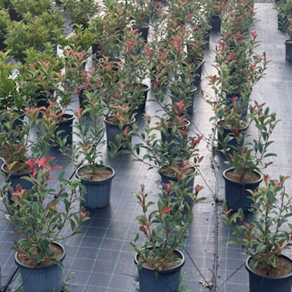Photinia fraserii Red Robin — dense screening hedge with vivid red new growth, Cape Nursery Byron Bay NSW — 300mm &middot; 1.4–1.5m