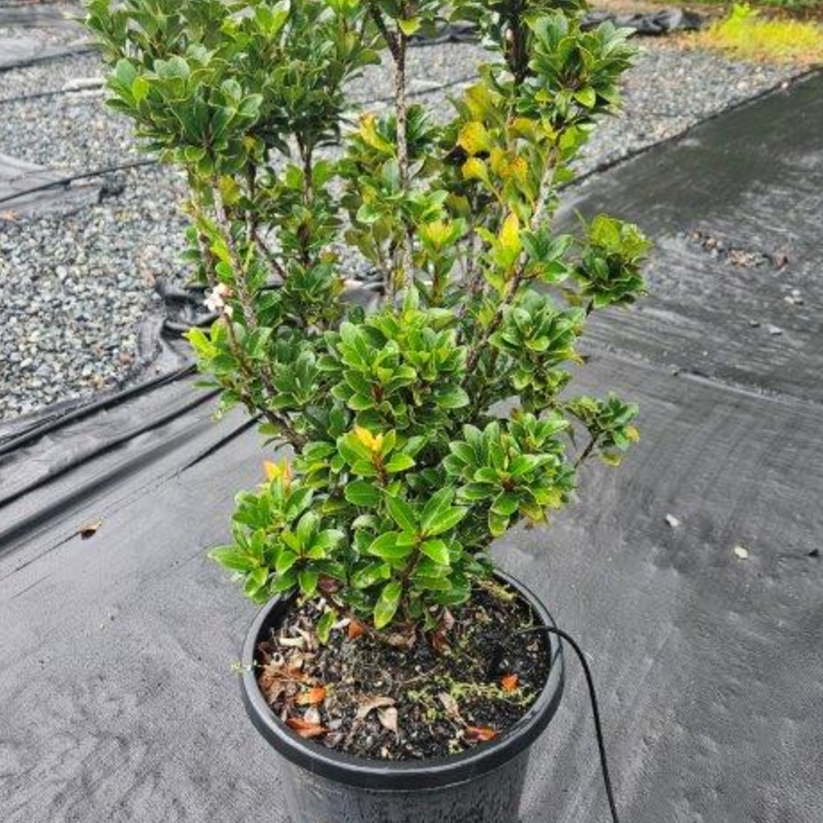 Rhaphiolepis indica Snow Maiden — compact evergreen shrub with white flowers, Cape Nursery Byron Bay NSW — 200mm