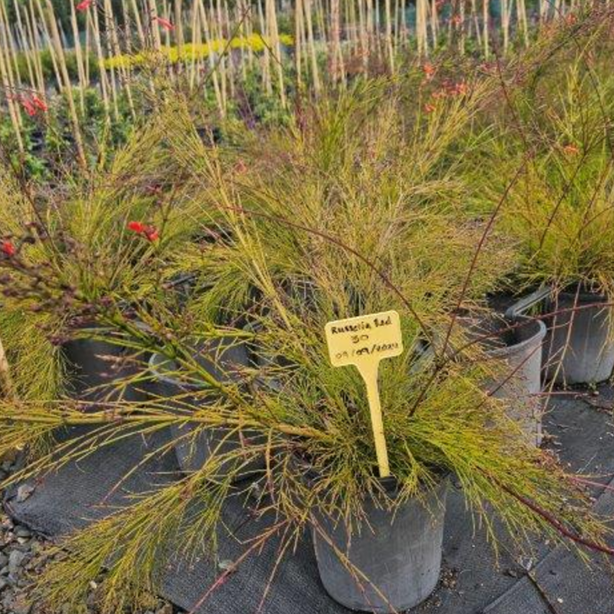 Russelia equisitiformis  (juncea)