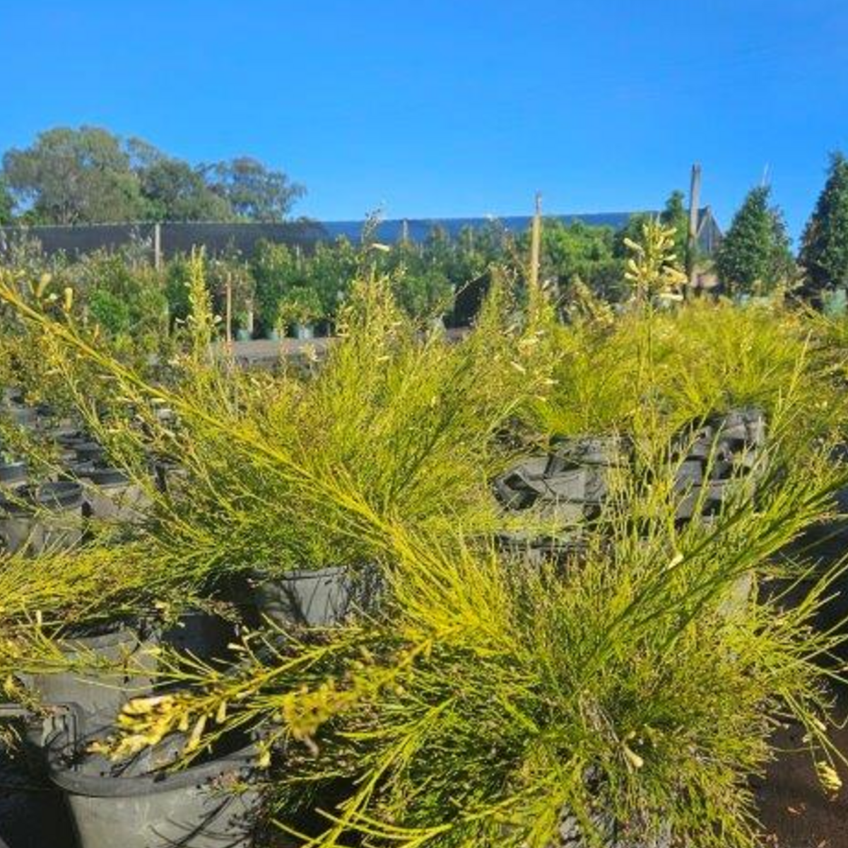 Russelia equisitiformis Yellow (juncea)