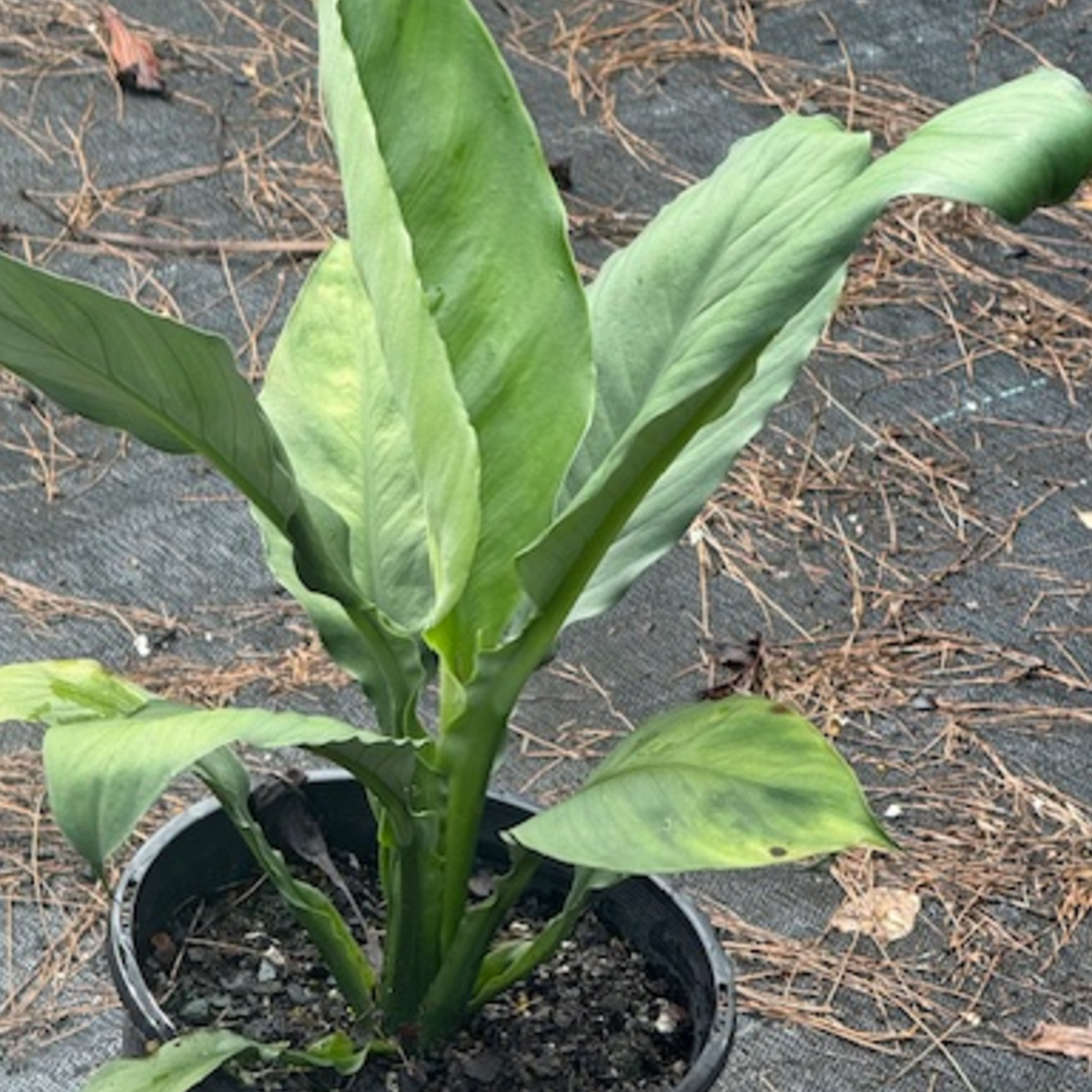 Strelitzia reginae Bird of Paradise — bold tropical perennial with orange and blue flowers, 200mm pot, Cape Nursery Byron Bay NSW