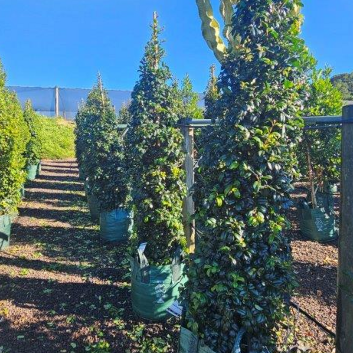 Syzygium australe Pinnacle PBR — columnar psyllid-resistant Lilly Pilly for tight screening, Cape Nursery Byron Bay NSW — 100L Landscape special