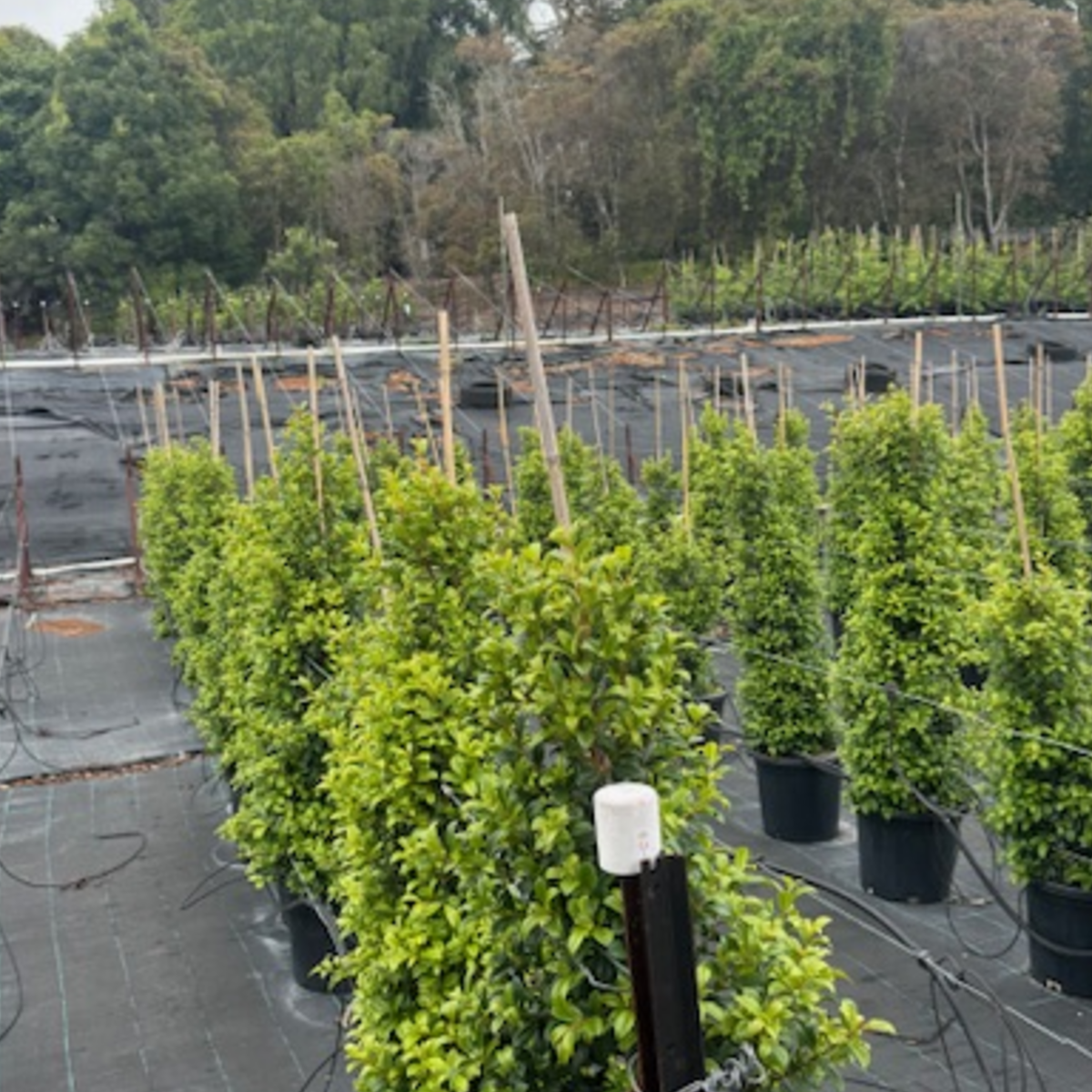Syzygium australe Pinnacle PBR — columnar psyllid-resistant Lilly Pilly for tight screening, Cape Nursery Byron Bay NSW — 200mm