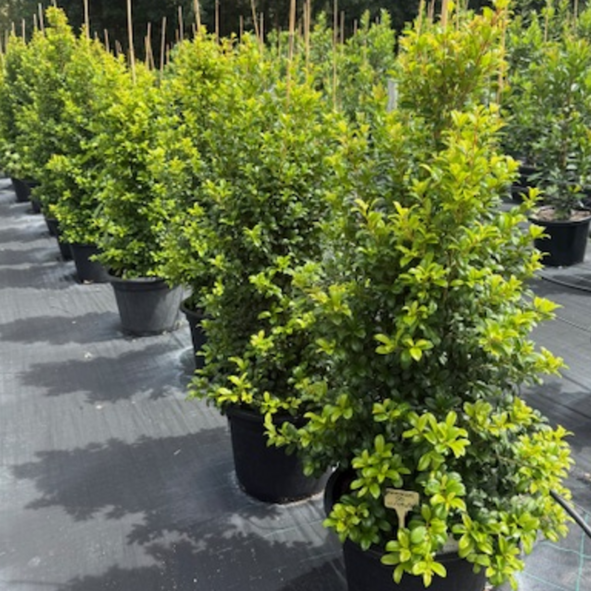 Syzygium australe Pinnacle PBR — columnar psyllid-resistant Lilly Pilly for tight screening, Cape Nursery Byron Bay NSW — 430mm &middot; 1.8m