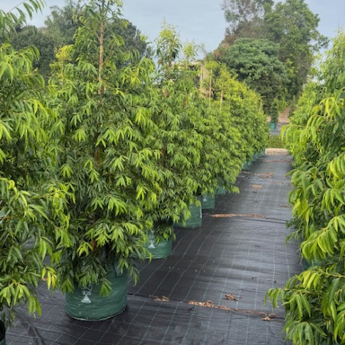Waterhousia floribunda Amaroo — compact weeping Lilly Pilly, 45L advanced specimen, Cape Nursery Byron Bay NSW